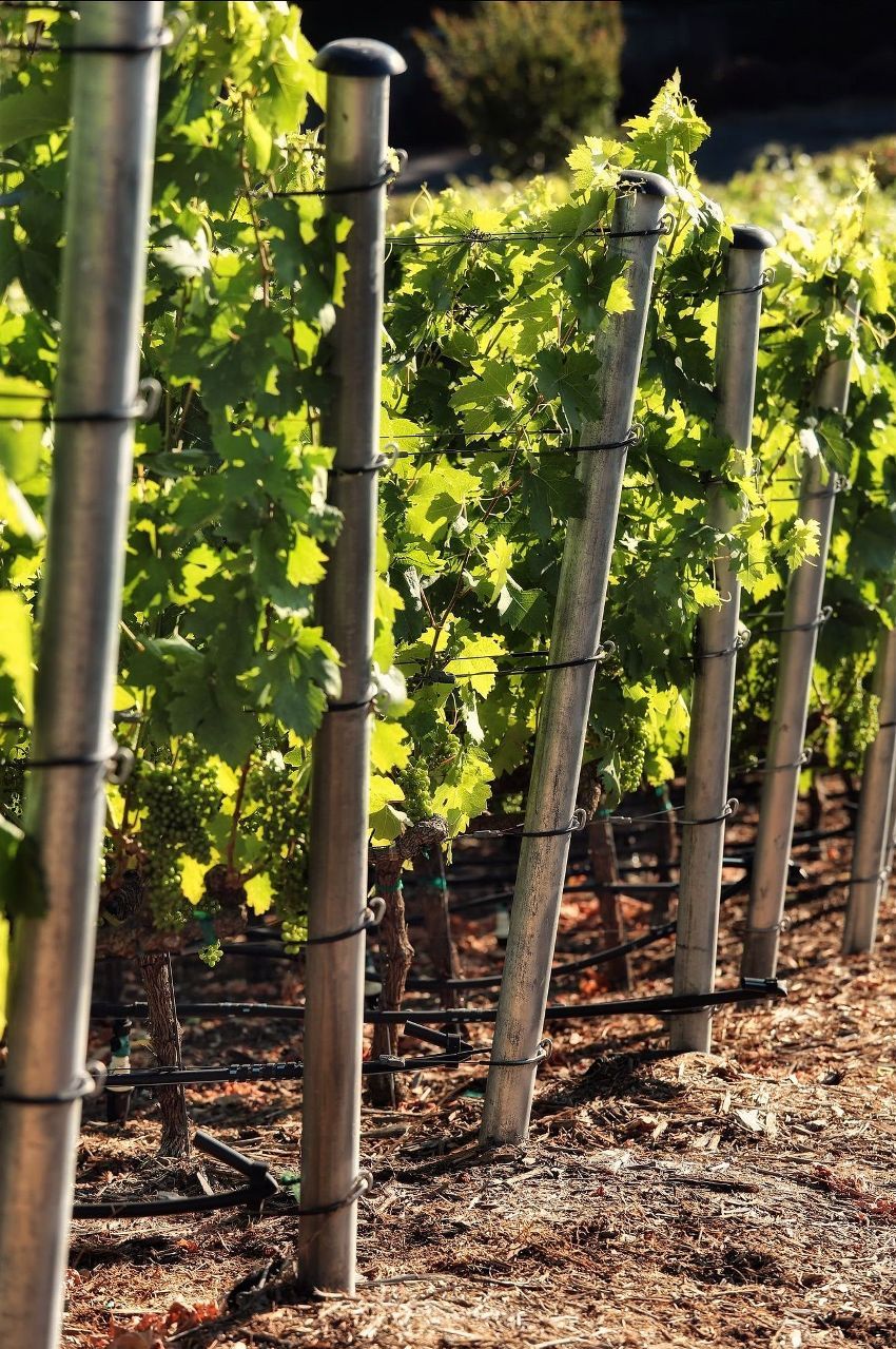 Trellis untuk anggur: sokongan optimum untuk memanjat tumbuh-tumbuhan