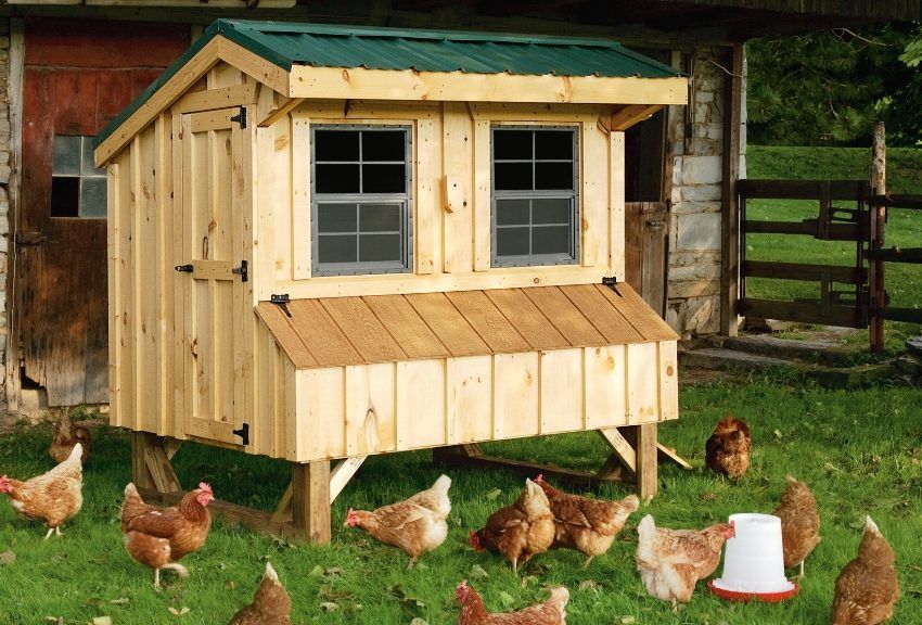 Do-it-yourself chicken coop pada 10 ayam: lukisan dan ciri-ciri pembinaan