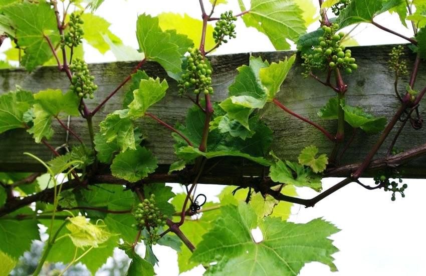 Trellis untuk anggur: sokongan optimum untuk memanjat tumbuh-tumbuhan