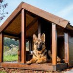 Aviary for dogs: gambar-gambar reka bentuk yang berjaya dibuat oleh diri sendiri