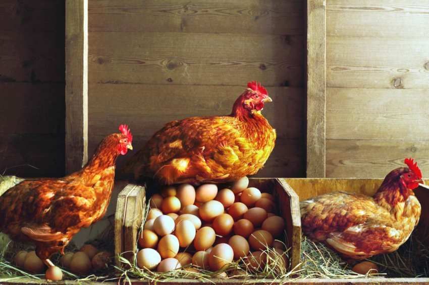Koperasi ayam musim sejuk dengan tangan anda sendiri pada 20 ayam: ciri dan tip untuk membuat